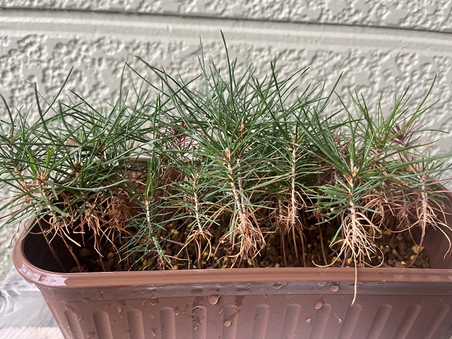 黒松実生2年目1 | 種から育てる｢ミニ盆栽日記｣