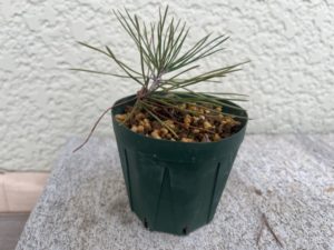 黒松実生5年目10 | 種から育てる｢ミニ盆栽日記｣