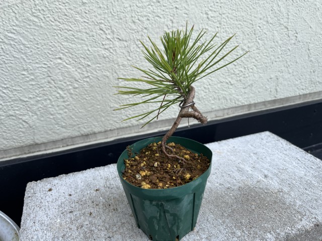 8月の黒松実生6年目20 | 種から育てる｢ミニ盆栽日記｣